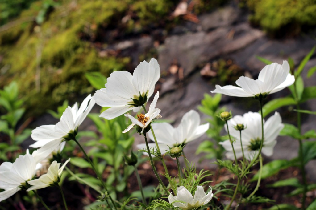 KOSMOSKUKAT OVAT JUURTUNEET JA REHOTTAVAT VILLEINÄ