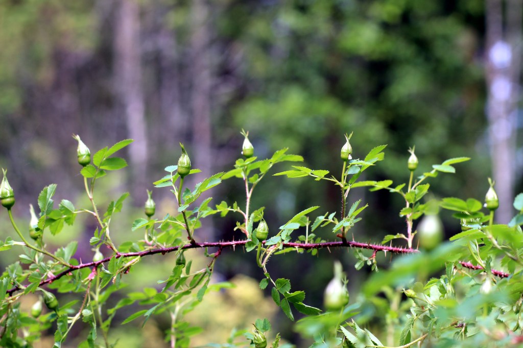 JUHANNUSRUUSUT AUKEAVAT VASTA JUHANNUKSEN JÄLKEEN