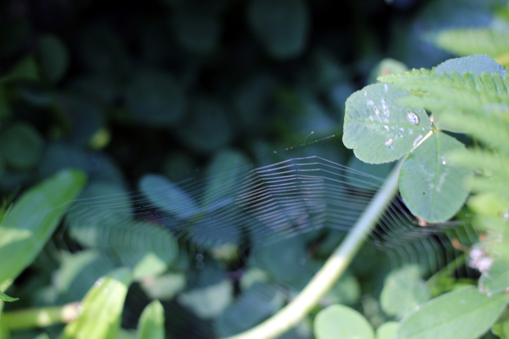 HÄMÄHÄKIN SEITTI KIMMALSI AAMUKASTEESSA