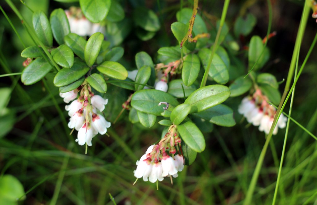 PUOLUKKA KUKKII LUPAAVASTI