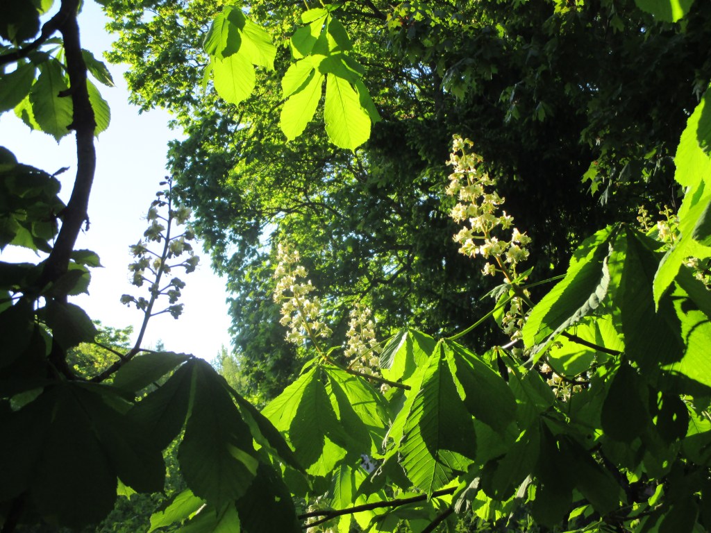 BAROKKIPUUTARHA ILTAVALOSSA