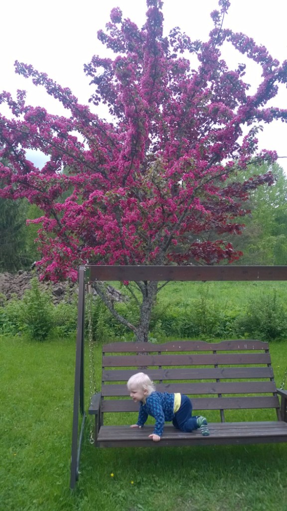 TÄMÄ KORISTEOMENAPUU ON MINUN ISTUTTAMANI