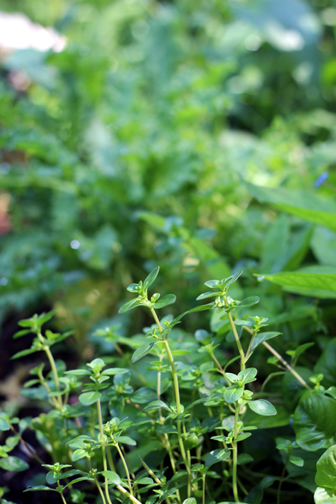 KESÄKEITTIÖSSÄ REHOTTAA TIMJAMI JA TAUSTALLA LEHTIKAALI