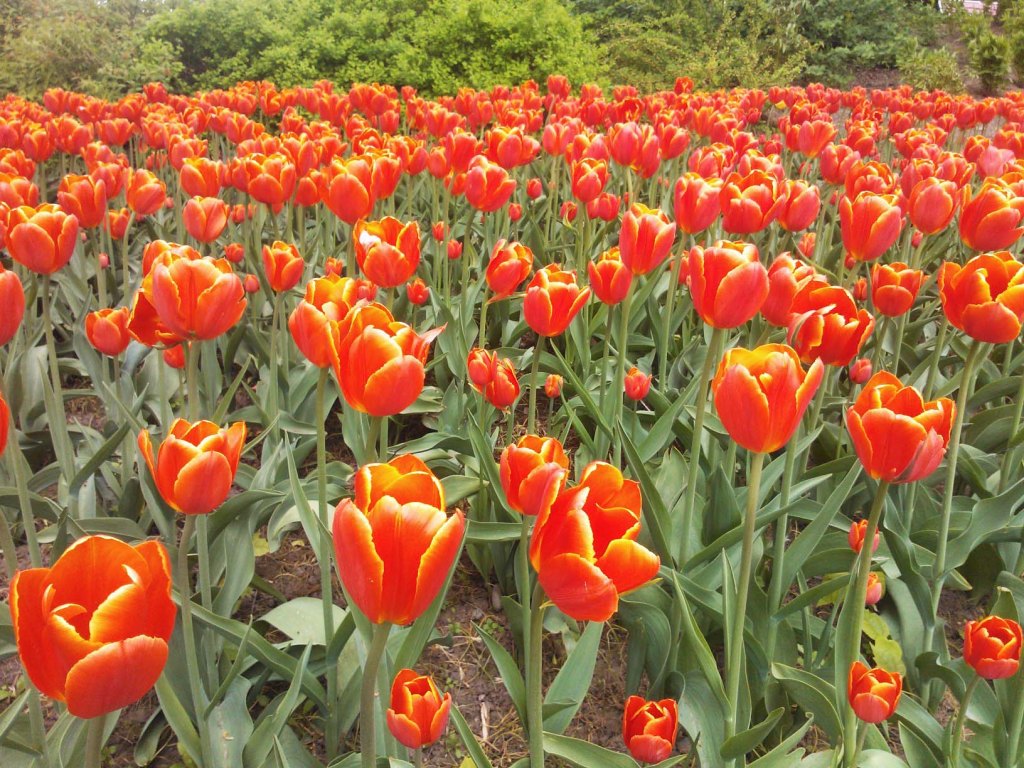 ALKUKESÄN TULPPAANILOISTOA