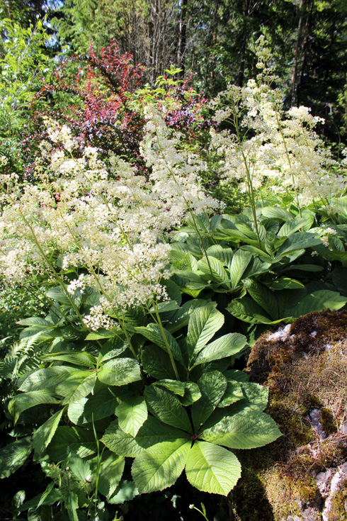 KOTIPIHAHAASTE 2/3 - VALEANGERVOJA