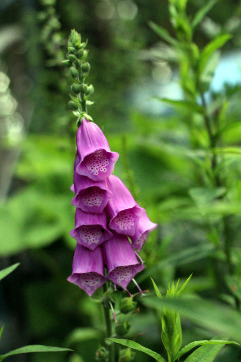 SORMUSTINKUKKA - UUSI KUKKIJA MÖKKIPIHALLA