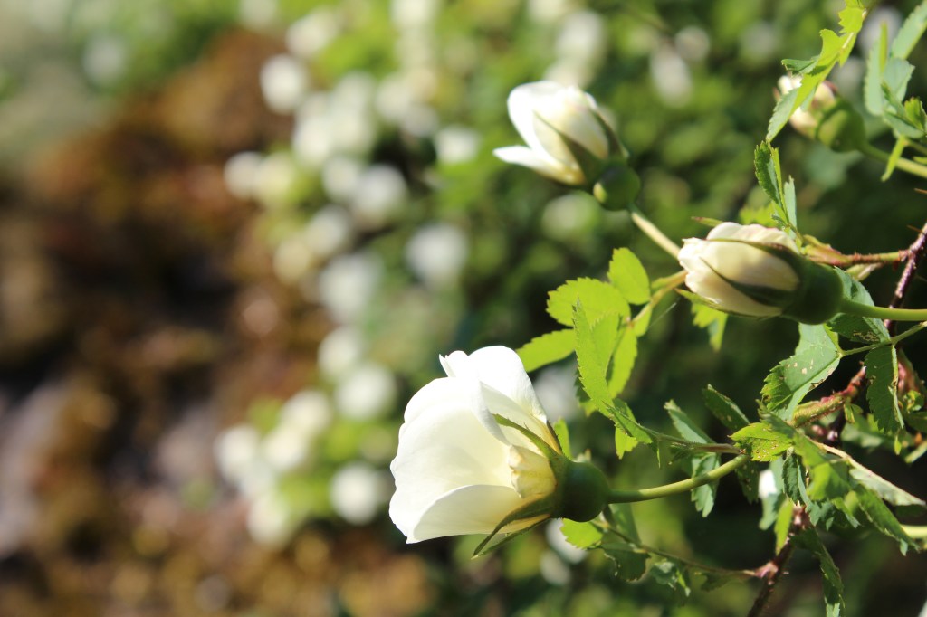 JUHANNUSRUUSUT AUKESIVAT VASTA HEINÄKUUSSA