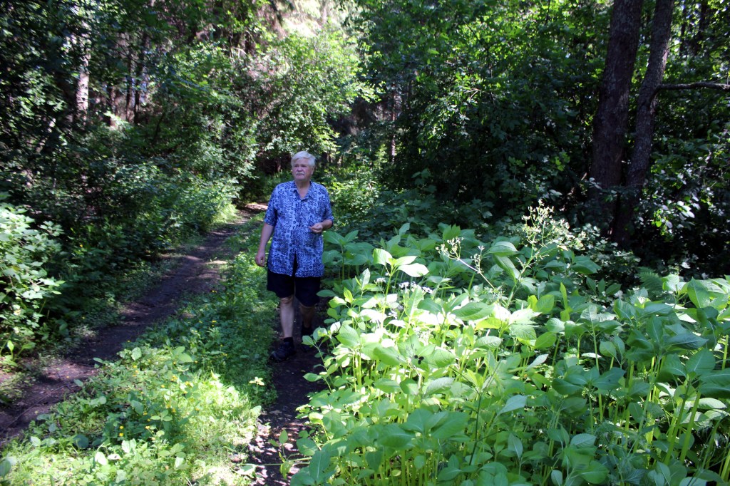 MITÄ OVAT NÄMÄ VILLIINTYNEET KASVIT - EI KAI JÄTTIBALSAMIA?