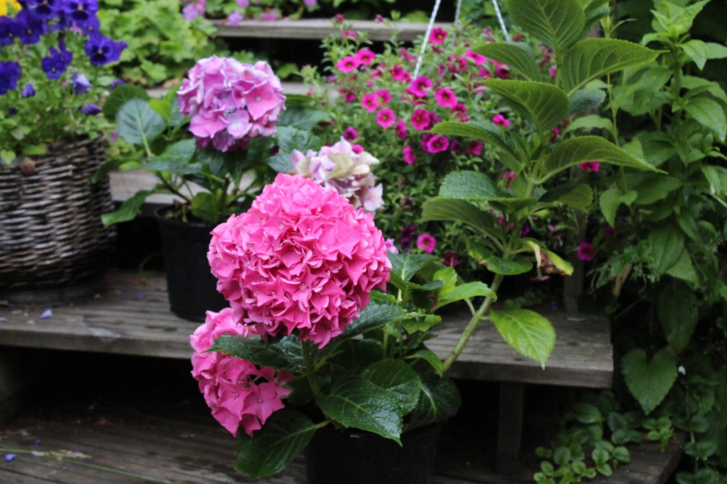 TULIAISKUKKIA POHJANMAALTA