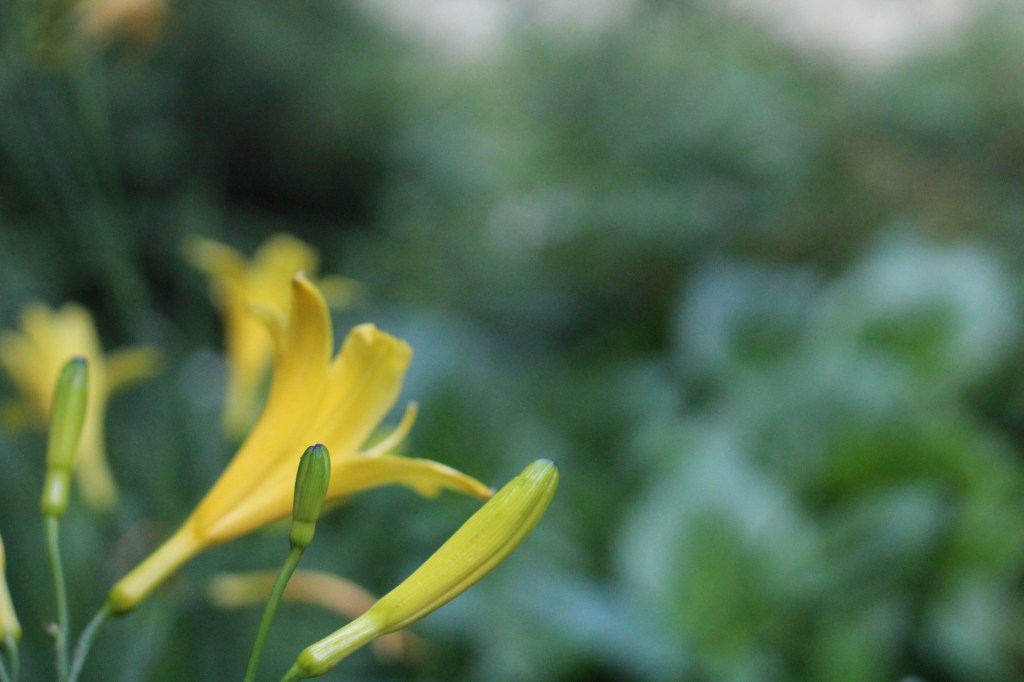 KULLANKELTAISIA PÄIVÄNLILJOJA