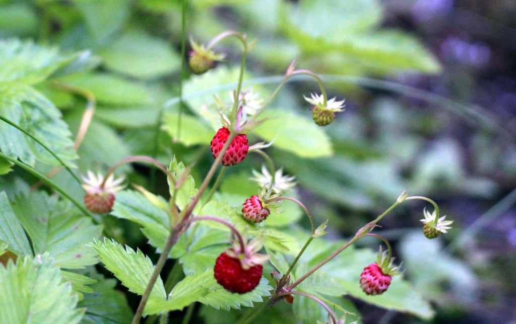 MANSIKAT OVAT KYPSYMÄSSÄ