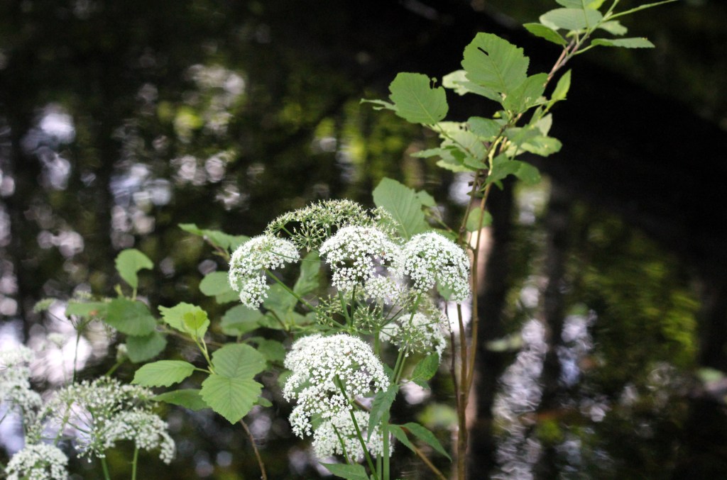 PUTKILOITA JA HEIJASTUKSIA