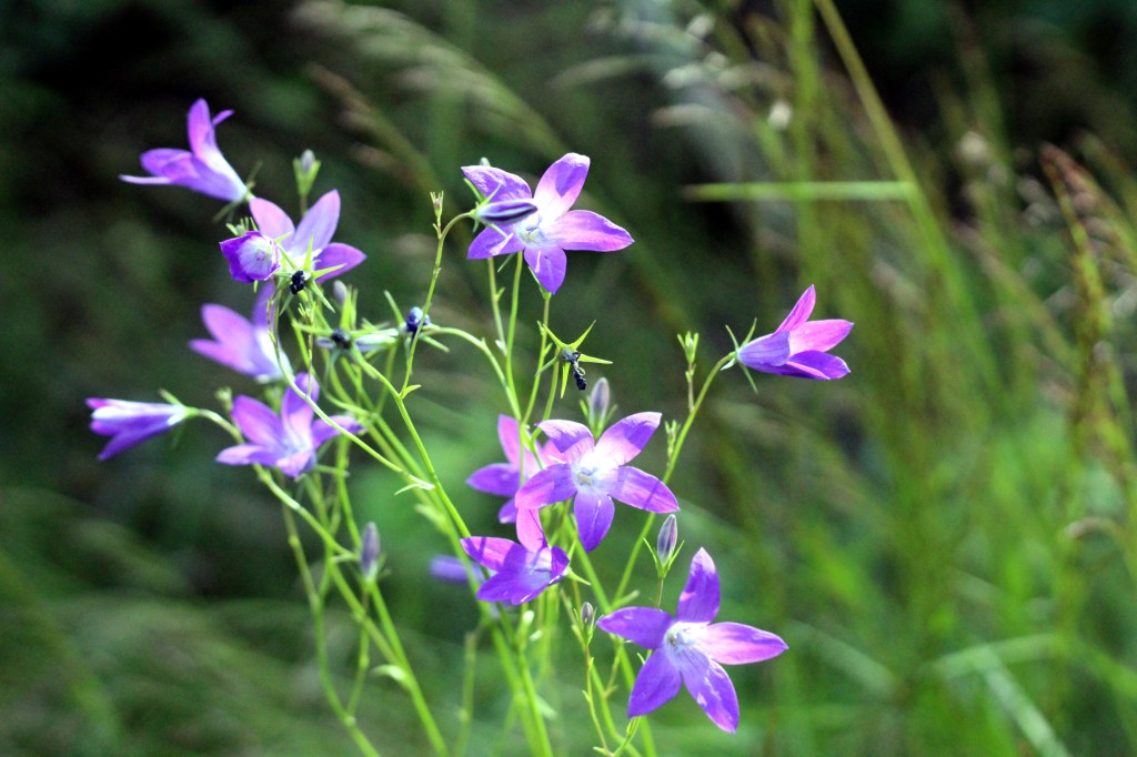 HARAKANKELLOT KILISIVÄT SUVITUULESSA