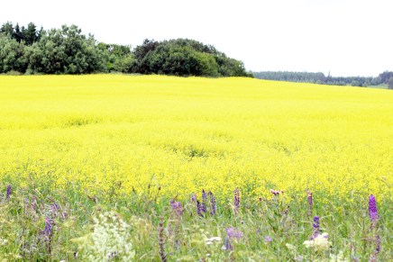 heinäkuun kukkijoita
