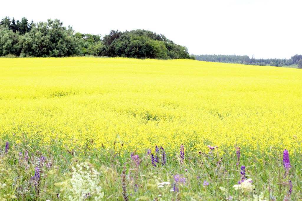 RYPSIPELTOJEN KELTAISUUS HÄIKÄISEE