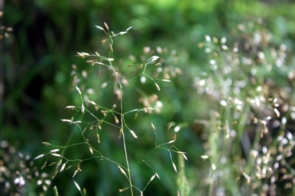 HEINIÄ SUVITUULESSA