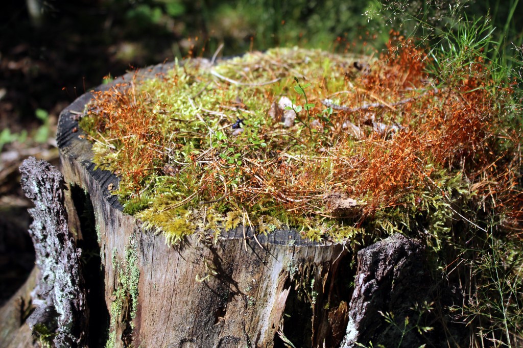 VÄRIKKÄITÄ KANTOJA