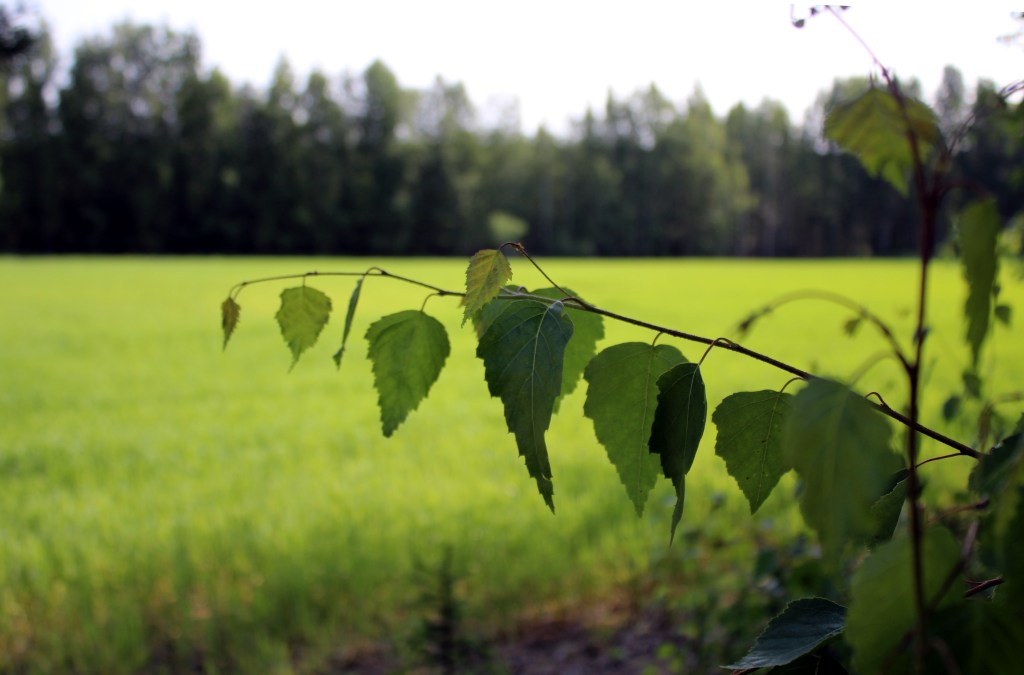 KESKIKESÄN VIHREYTTÄ