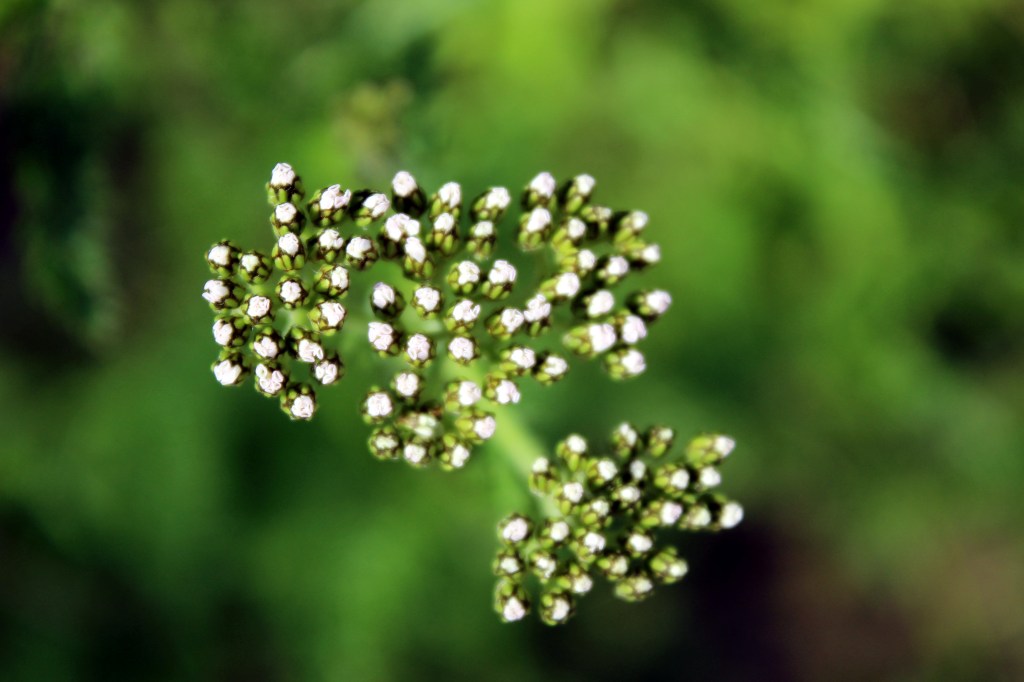 SIANKÄRSÄMÖPITSIÄ