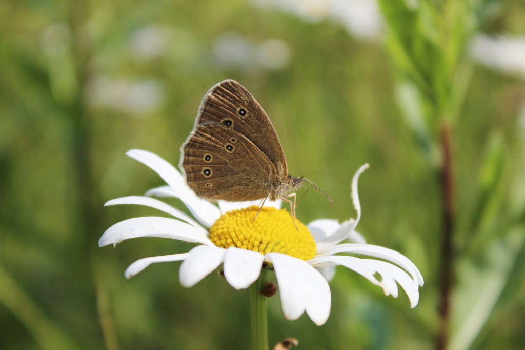 TOINEN VALOKUVAMALLI
