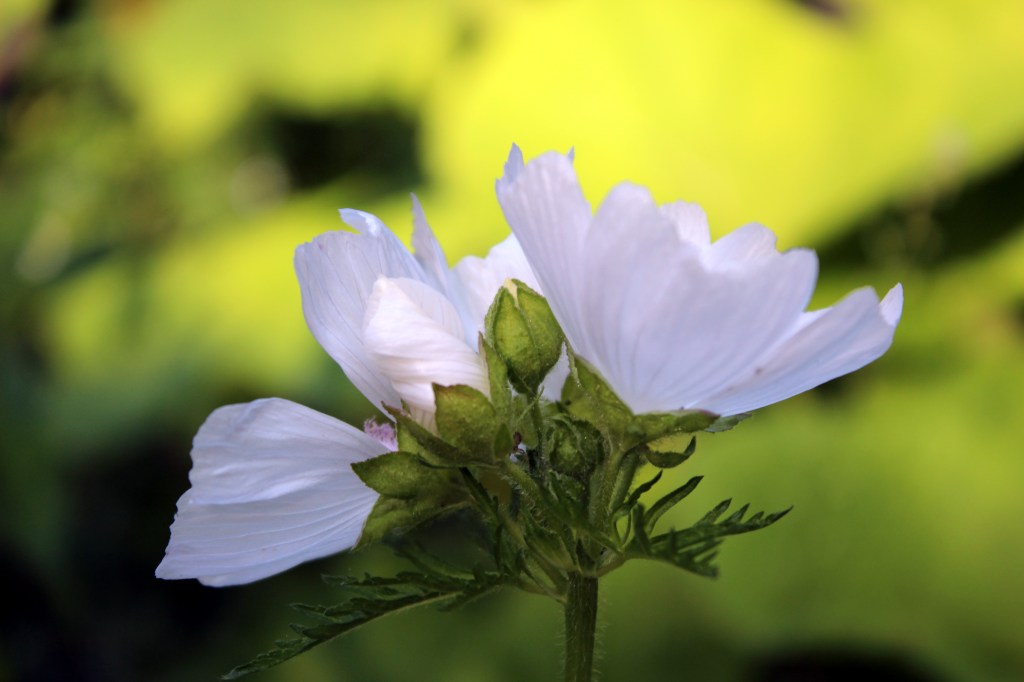 VALKOINEN MALVA KUKKII MÖKKIPIHALLA