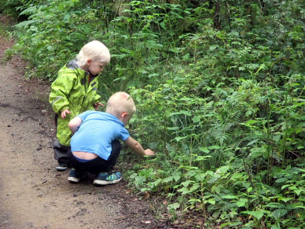 PIKKUPOJAT LÖYSIVÄT KYPSIÄ METSÄMANSIKOITA