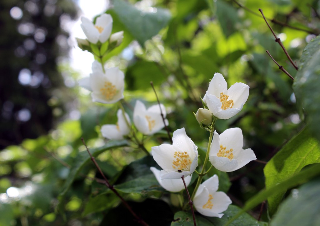 ENSIMMÄISET JASMIININKUKAT AVAUTUIVAT 19.7.2015