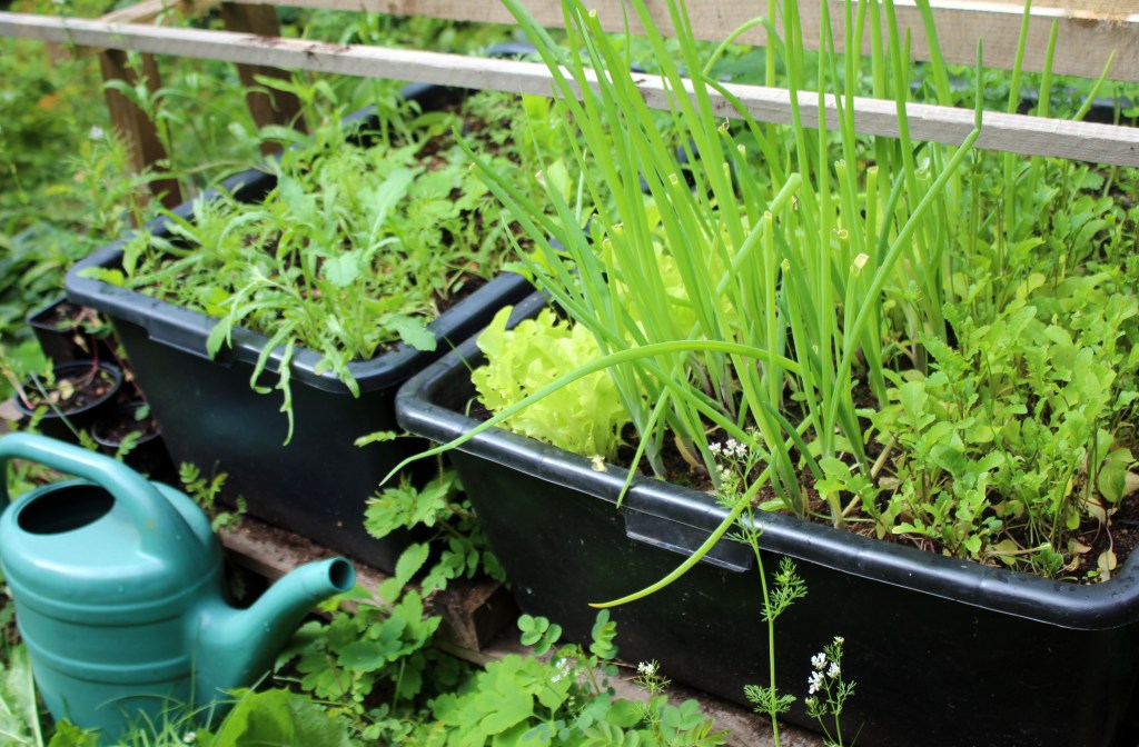 JUSSIN LAATIKKOVILJELMÄT VIIHTYVÄT KOSTEASSA SÄÄSSÄ