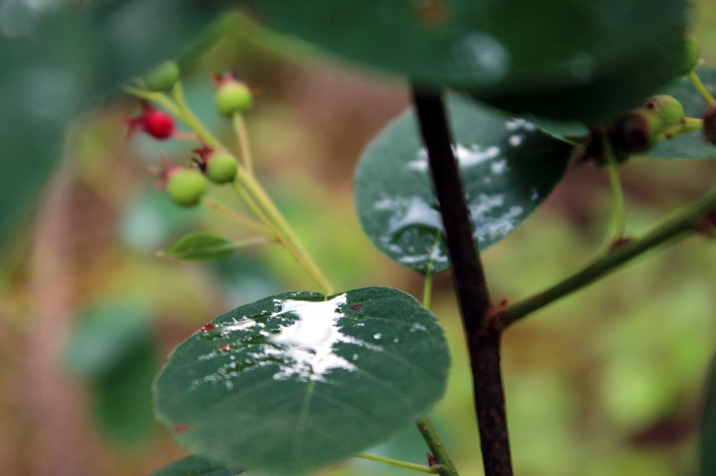 KORISTEELLISIA SADEPISAROITA ON TÄNÄ KESÄNÄ RIITTÄNYT