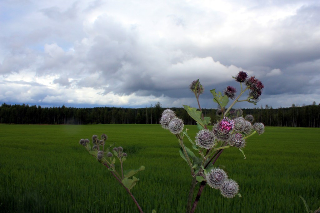 PILVIÄ, PILVIÄ, MISSÄ ON AURINKO?