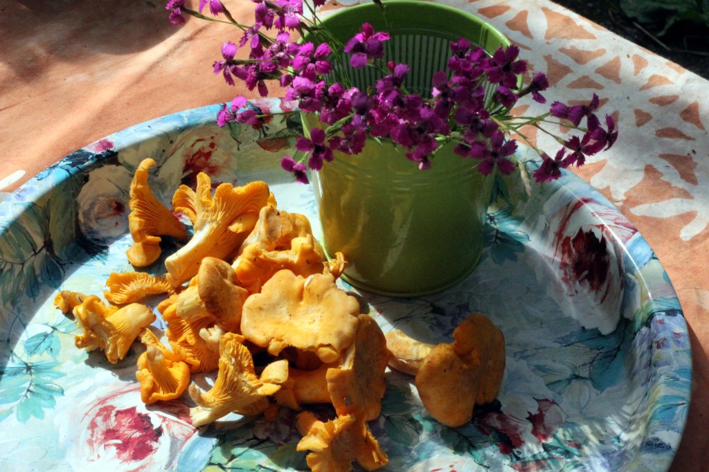 KANTARELLIT OLIVAT PULLISTUNEET KESÄSATEIDEN MYÖTÄ