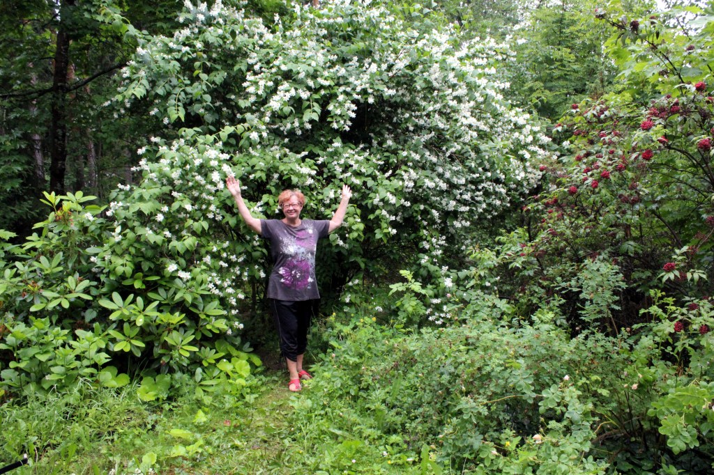 PIHAJASMIINI ON TÄYDESSÄ KUKASSA