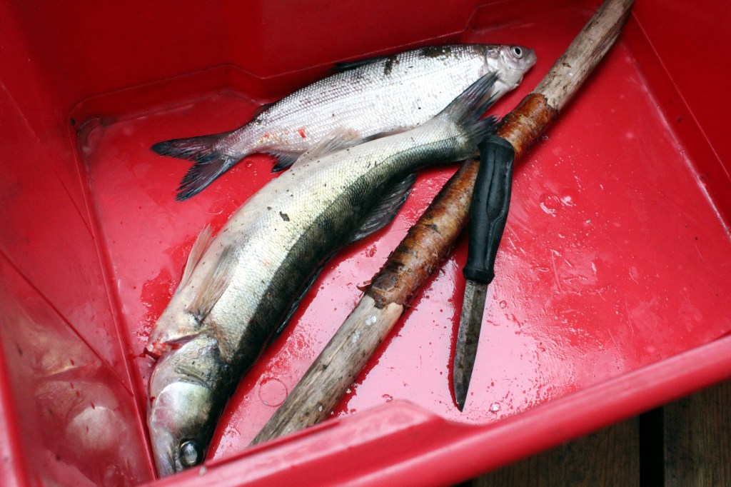 VERKOISTA NOUSI KOMEA KUHA JA SIIKA