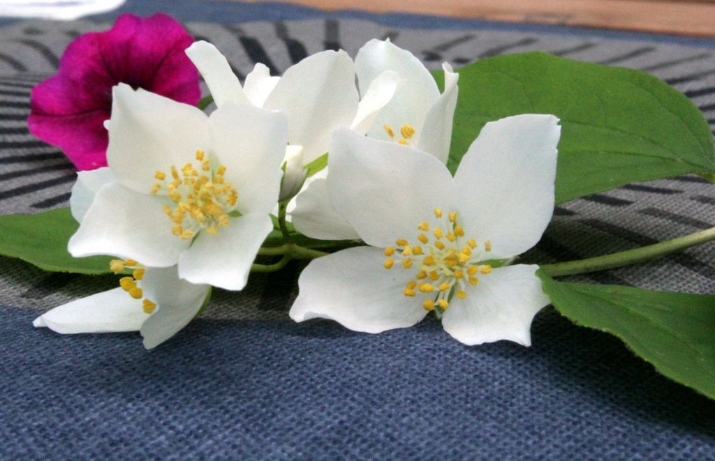 JASMIININKUKKIEN TUOKSUA