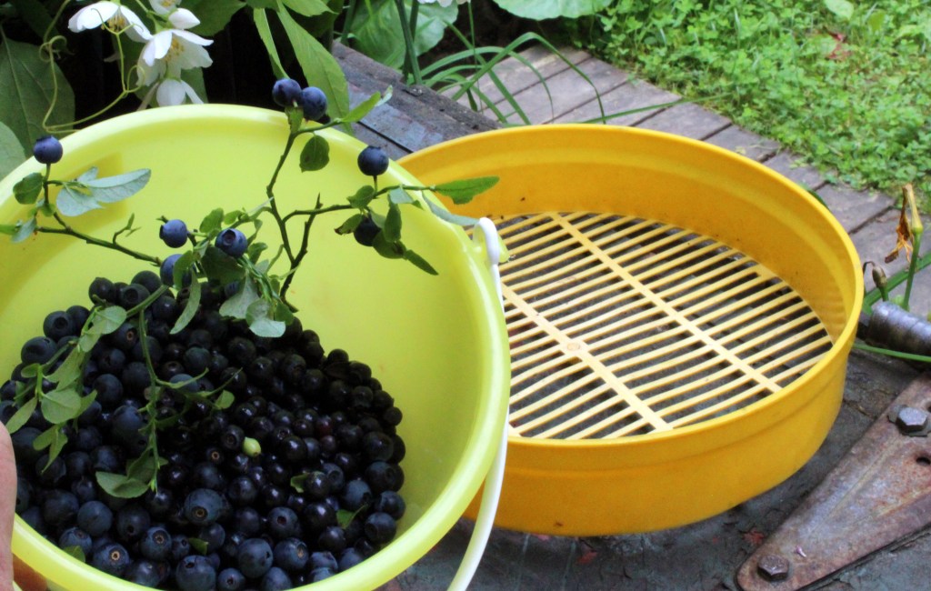 ENSIMMÄISET MUSTIKAT OVAT JO KYPSIÄ