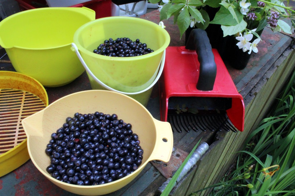 KESÄN 2015 ENSIMMÄISET MUSTIKAT