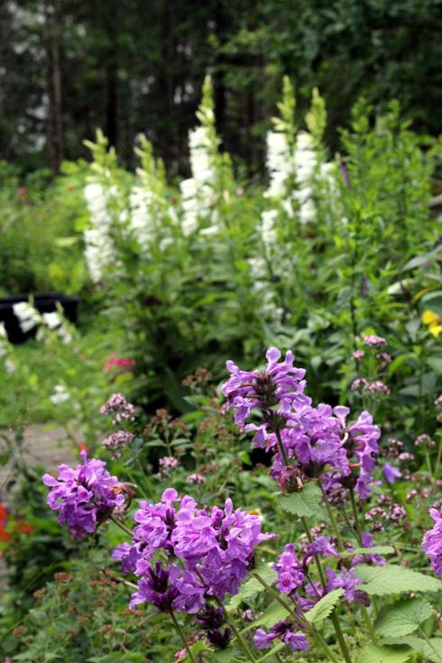 PÄHKÄMÖ VIIHTYY MÖKKIPIHALLA