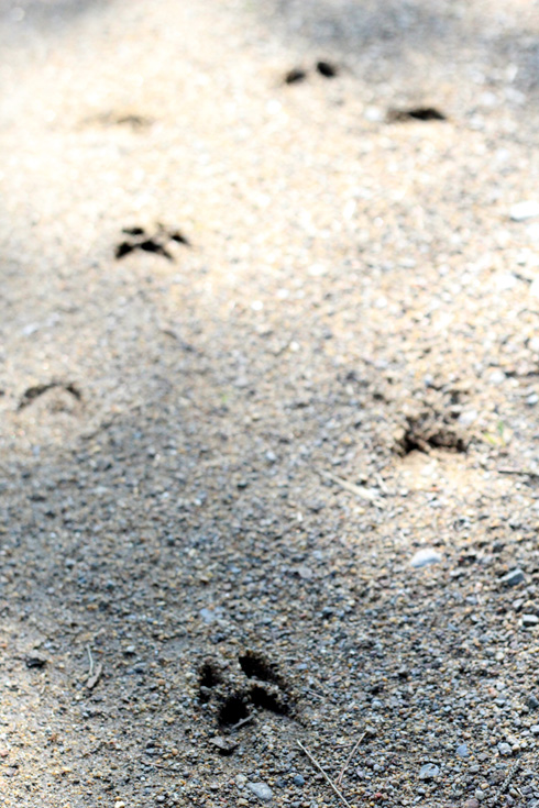 TÄSTÄ ON KULKENUT USEAMPIKIN PEURA