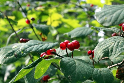 kesä tuli elokuussa