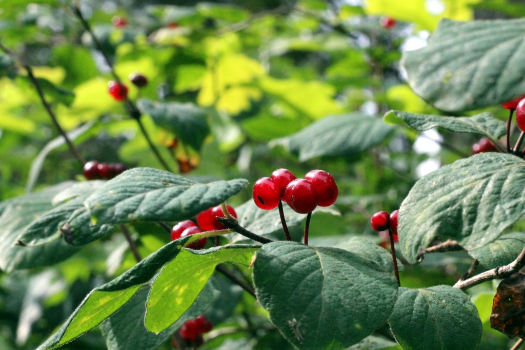 LOPPUKESÄN VÄREJÄ