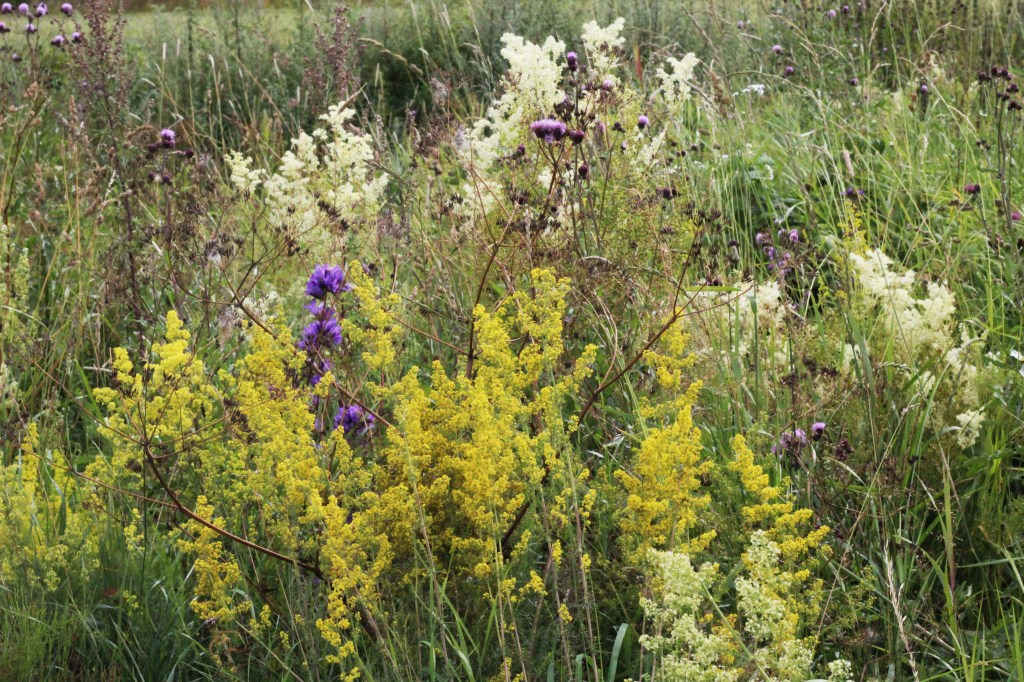 TUOKSUVIA MESIANGERVOJA JA KELTAMATAROITA