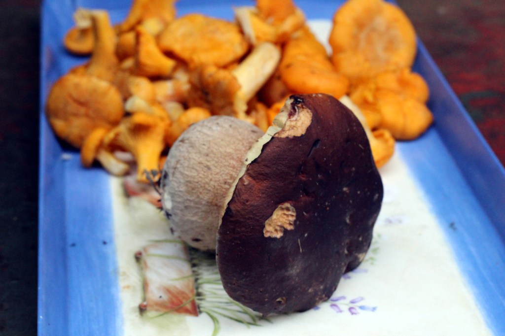 KESÄN ENSIMMÄINEN HERKKUTATTI ENNAKOI SIENISATOA?