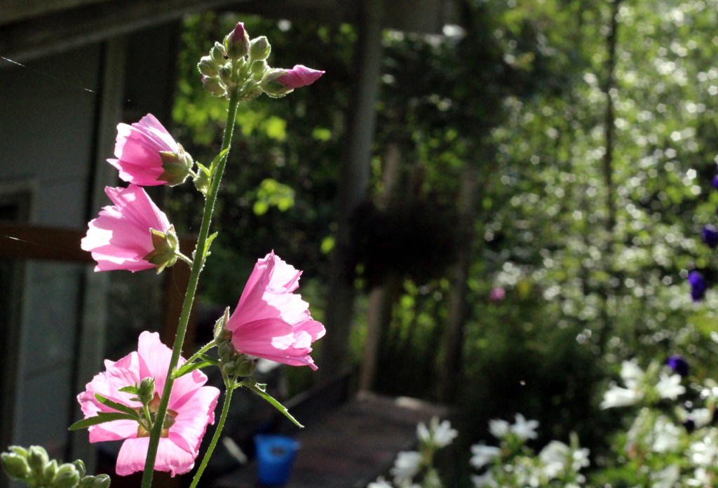 VAALEANPUNAINEN MALVA PUHKJESI VASTA ELOKUUSSA KUKKAAN