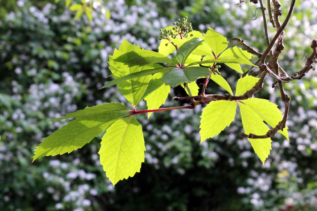VILLIVIINI ON VIELÄ KESÄISEN HELEÄ