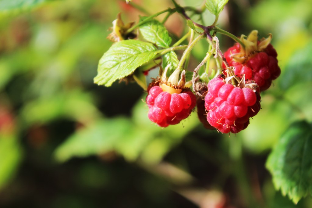 MÖKKIVADELMAT OVAT KYPSIÄ