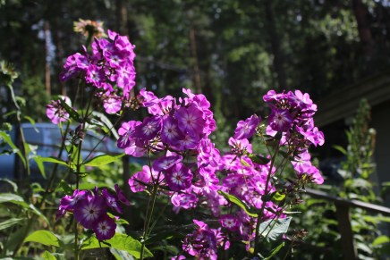 mökkikesä parhaimmillaan