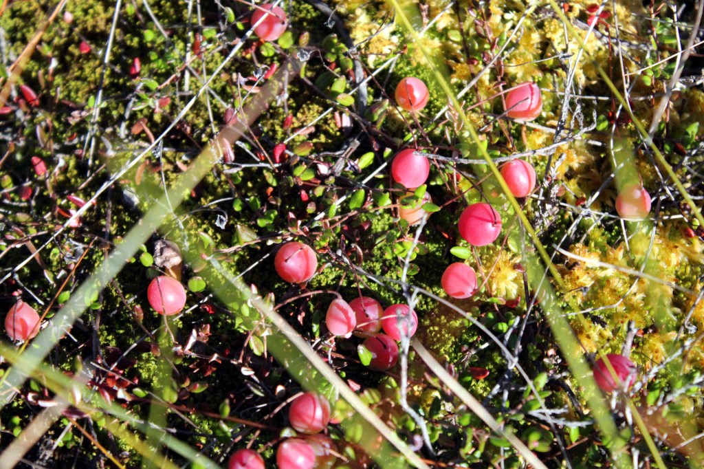 KARPALOT KYPSYVÄT PIKKU HILJAA