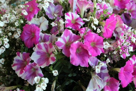 lepaan puutarhamessuilla