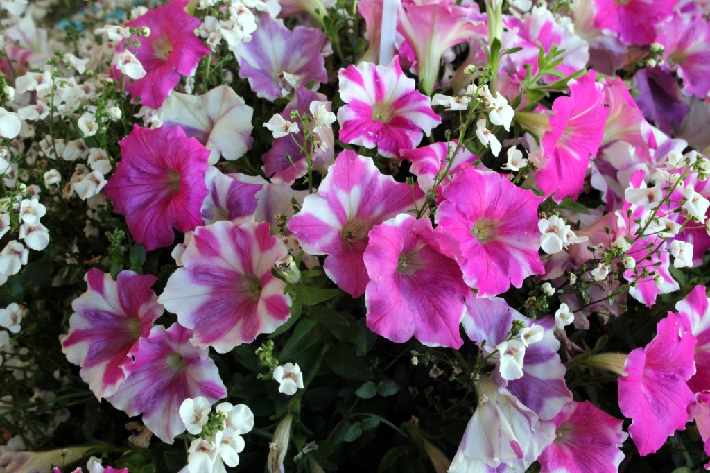 LEPAALLA OLI ESILLÄ NÄYTTÄVIÄ AMPPELEITA