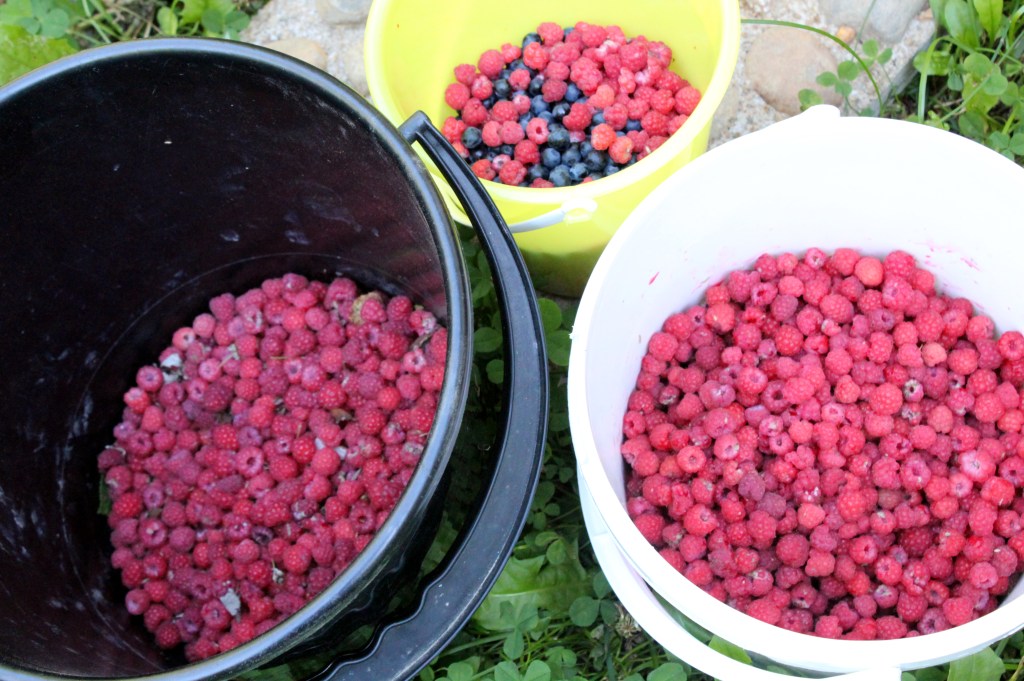 MAKOISIA METSÄVADELMIA